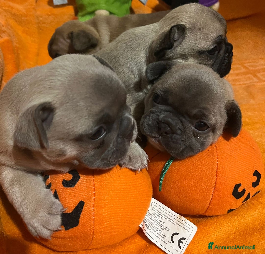 Bulldog Francese cani in vendita: Cuccioli di bulldog francese  - Annuncio 8