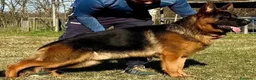 Pastore Tedesco cani in vendita: Cuccioli pastore tedesco  a Provincia di Como - Annuncio 7