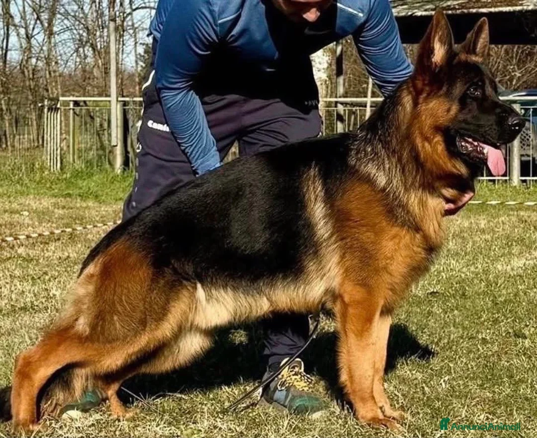 Pastore Tedesco cani in vendita: Cuccioli pastore tedesco  a Provincia di Como - Annuncio 7