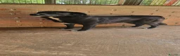 Meticcio cani in regalo: Iaky .. solo perché sono nero? a Città metropolitana di Milano - Annuncio 1