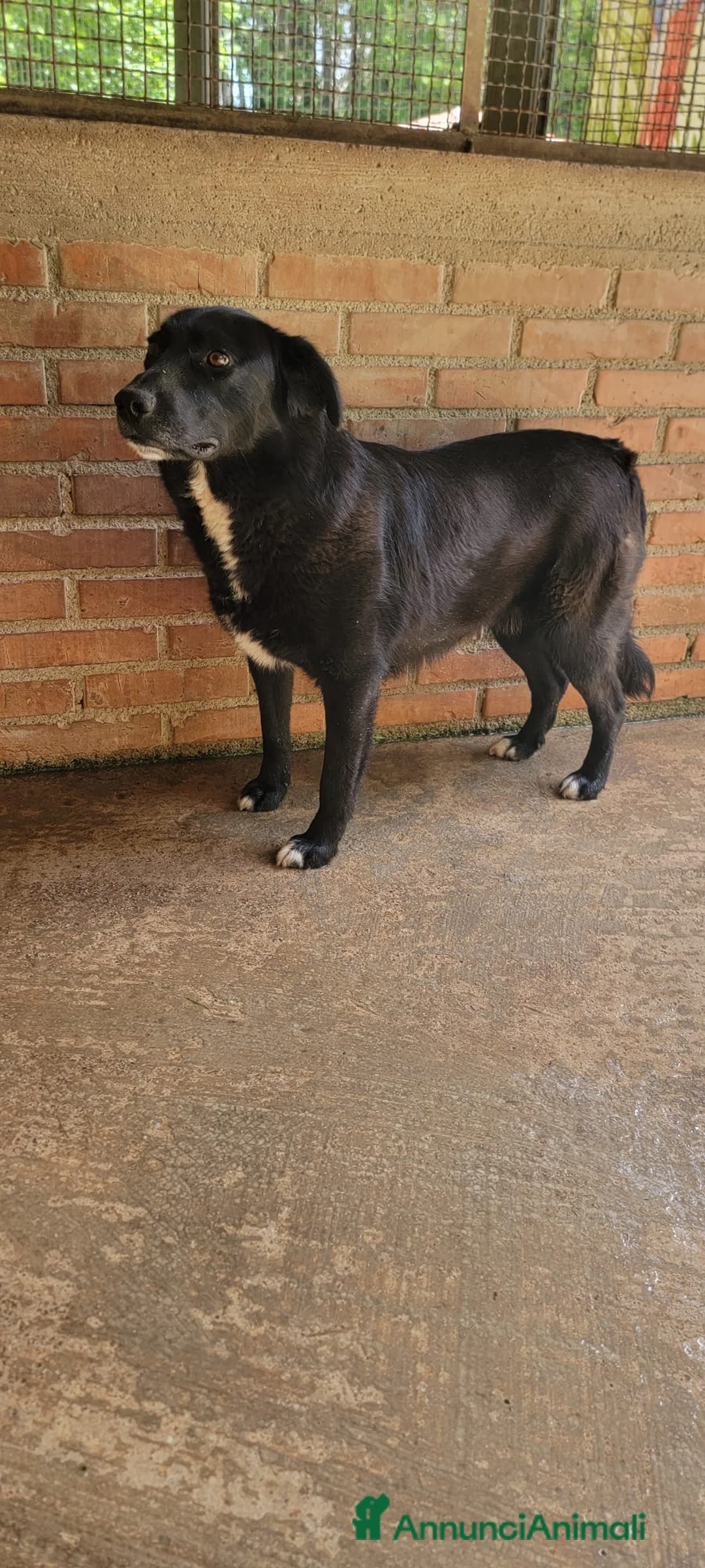 Meticcio cani in regalo: Iaky .. solo perché sono nero? a Città metropolitana di Milano - Annuncio 1