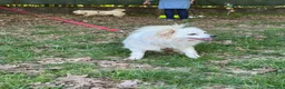 Meticcio cani in regalo: Cooki, un simil volpino giocherellone - Annuncio 6
