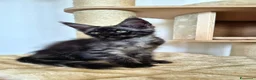 Maine Coon gatti in vendita: Cuccioli MCO di alta genealogia. - Annuncio 20