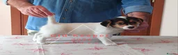 Jack Russell cani in vendita: Cucciolata Jack Russelle Terrier con Pedigree - Annuncio 9
