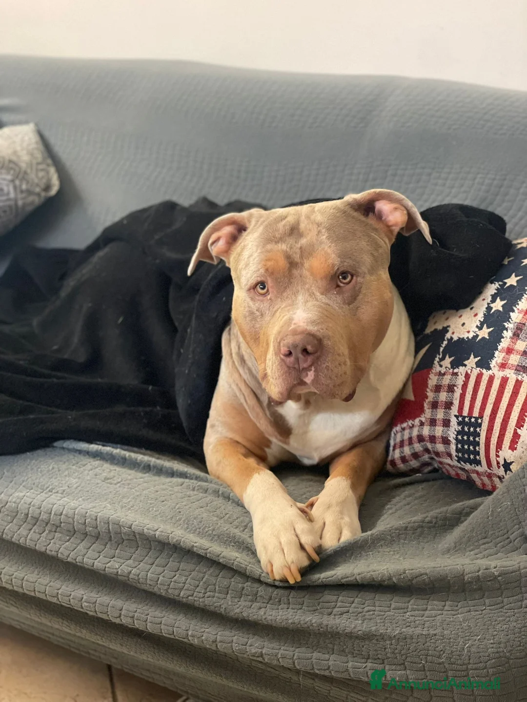 American Bully cani per accoppiamento: Rocco pronto per Monta - Annuncio 5