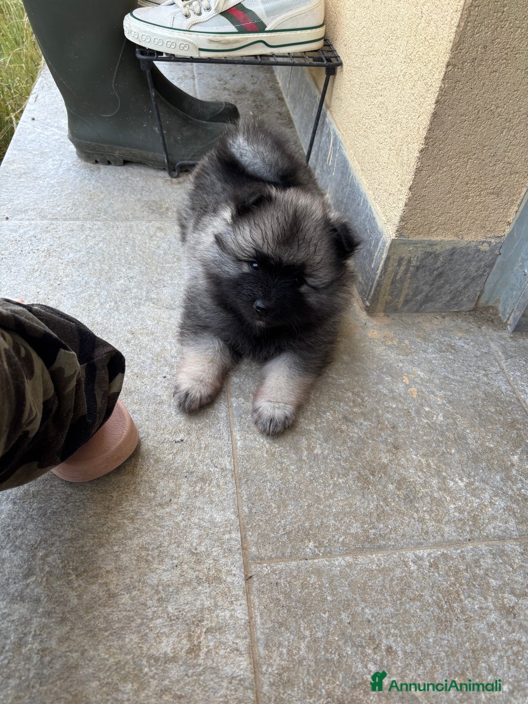 Wolfspitz cani in vendita: Cuccioli Wolfspitz/Keeshond a Provincia di Como - Immagine 11