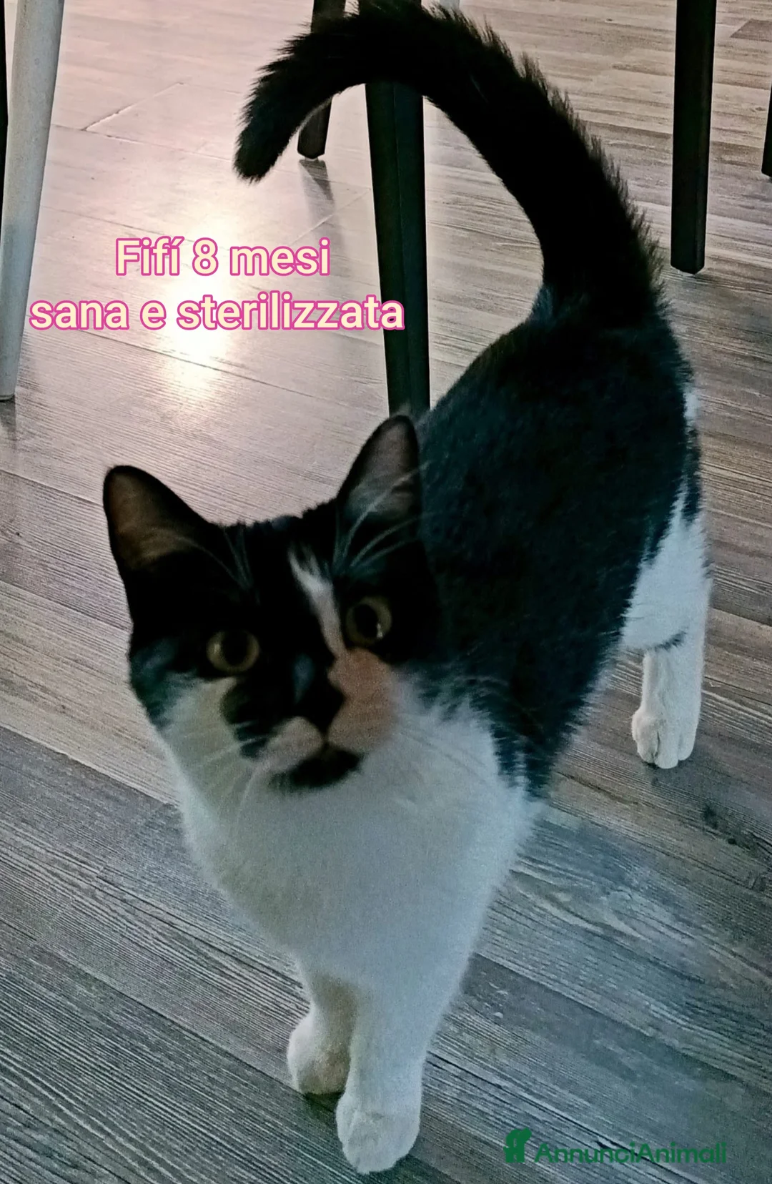 Europeo gatti in regalo: ADOTTA UN GATTINO! - Annuncio 9