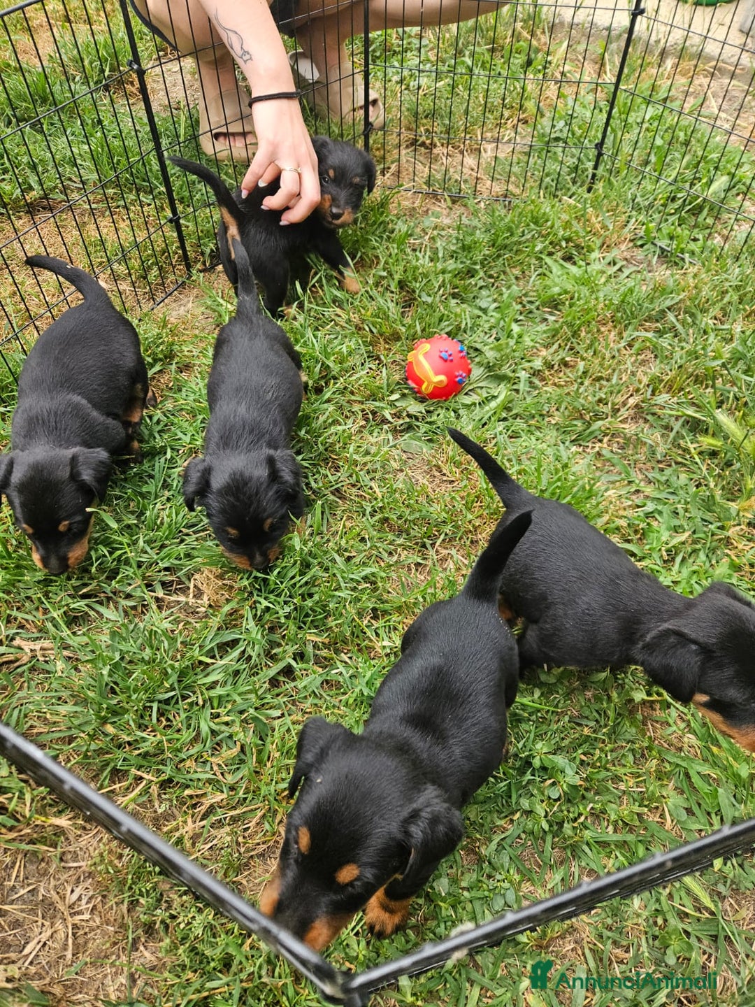 Jagdterrier cani in vendita: Jadgterrier  a Provincia di Pavia - Immagine 6