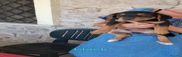 Meticcio cani in regalo: Cuccioli di taglia media piccola  - Annuncio 5