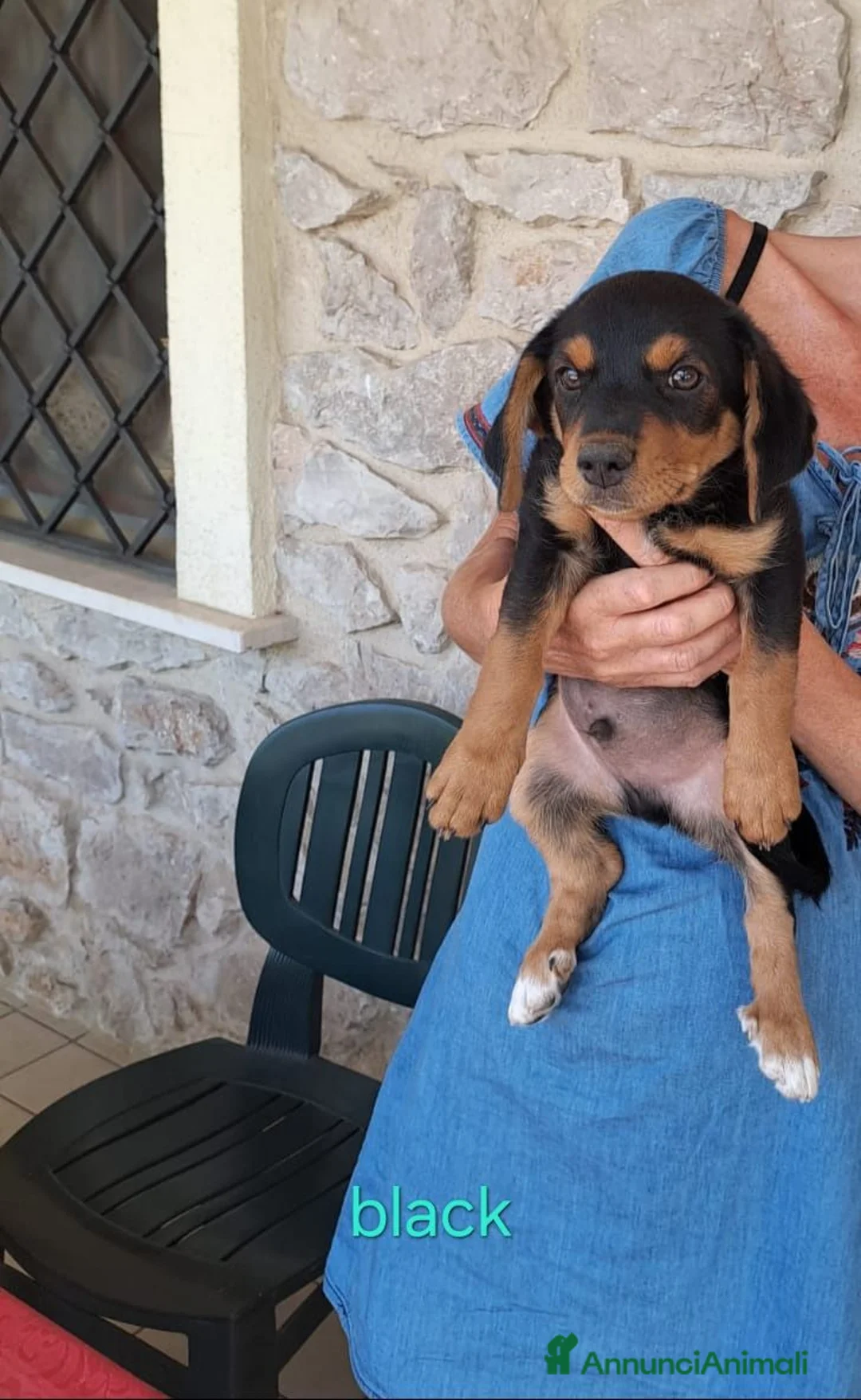 Meticcio cani in regalo: Cuccioli di taglia media piccola  - Annuncio 2