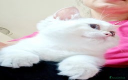 Scottish gatti in vendita: Scottish  a Provincia di Pavia - Immagine 6