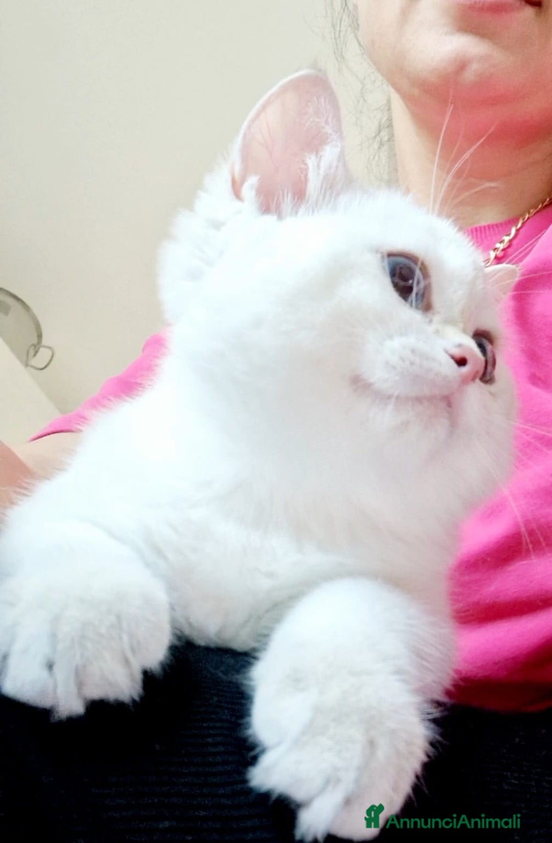 Scottish gatti in vendita: Scottish  a Provincia di Pavia - Immagine 6