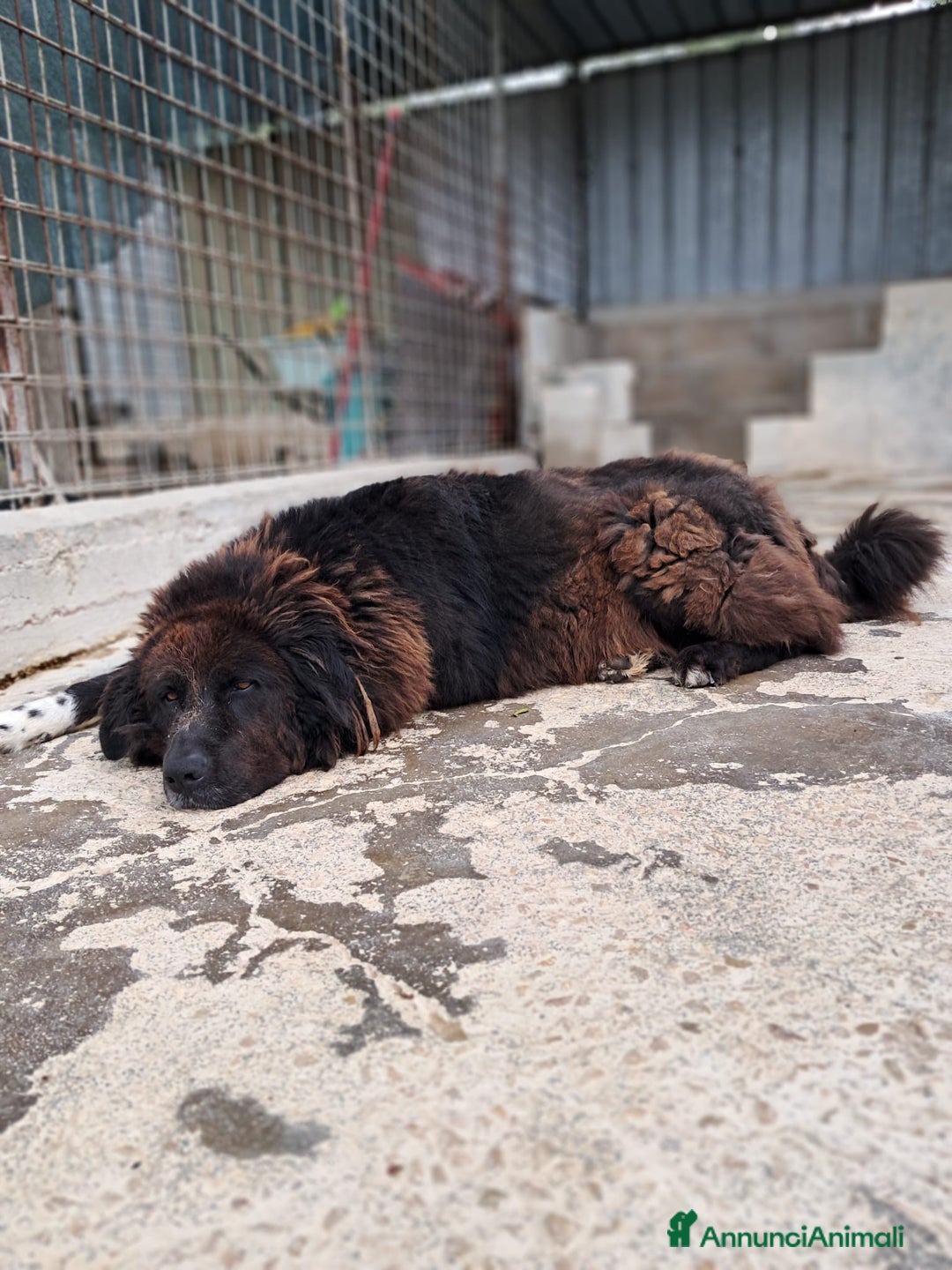 Terranova cani in regalo: LETTERA A ZENO  - Annuncio 5