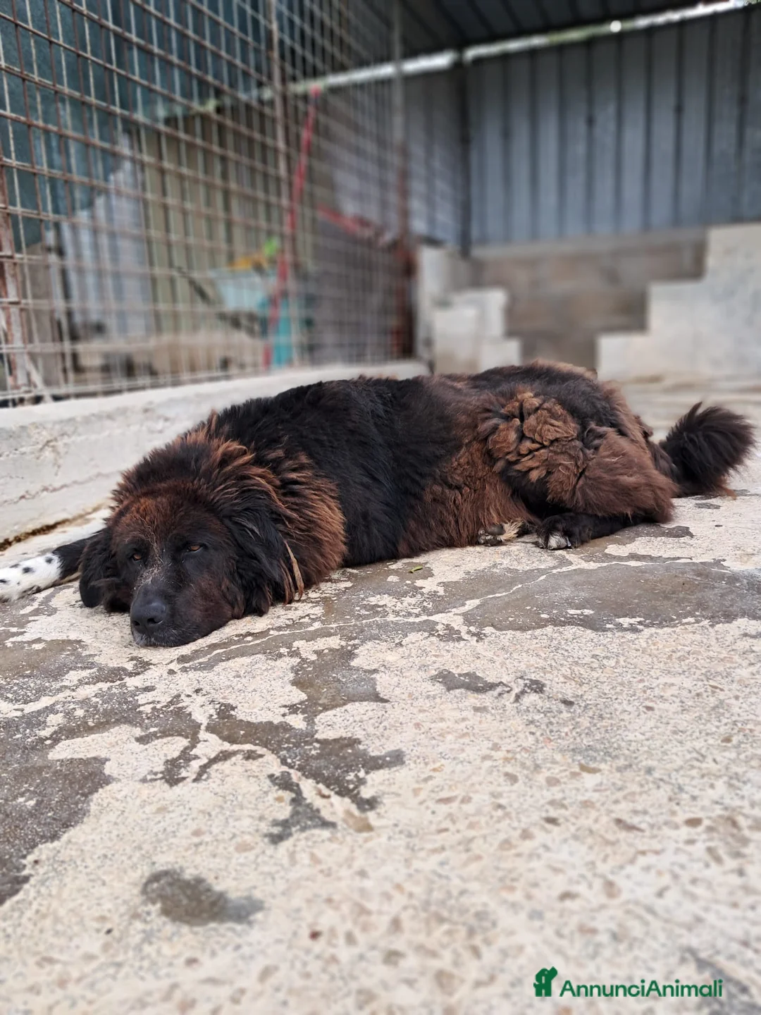 Terranova cani in regalo: LETTERA A ZENO  - Annuncio 5