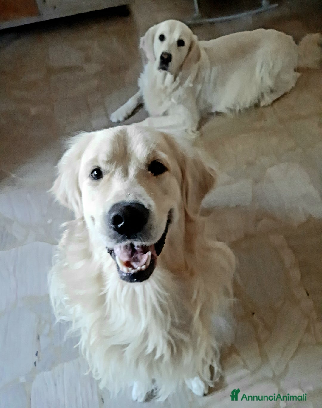 Golden Retriever cani in vendita: Cuccioli di Golden Retriever  - Annuncio 7