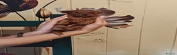 Barboncino cani in vendita: Barboncini - Annuncio 1
