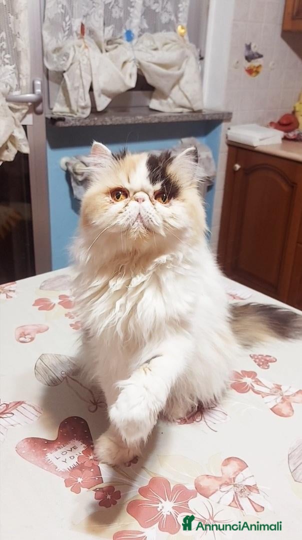 Persiano gatti Femmina di Persiano - Annuncio 1