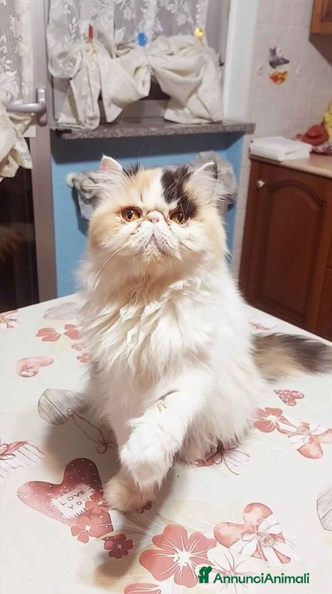 Persiano gatti in vendita: Femmina di Persiano - Annuncio 1