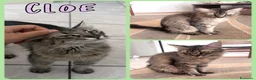 Europeo gatti in regalo: Gatti in adozione - Annuncio 9