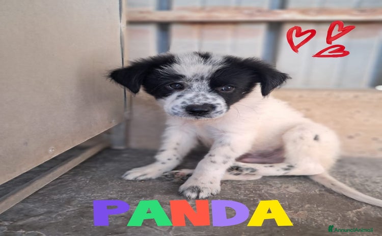 Meticcio cani a Provincia di Vicenza - Annuncio 3