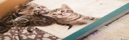 Bengala gatti in vendita: Gattini Bengala bellissimi - Annuncio 3
