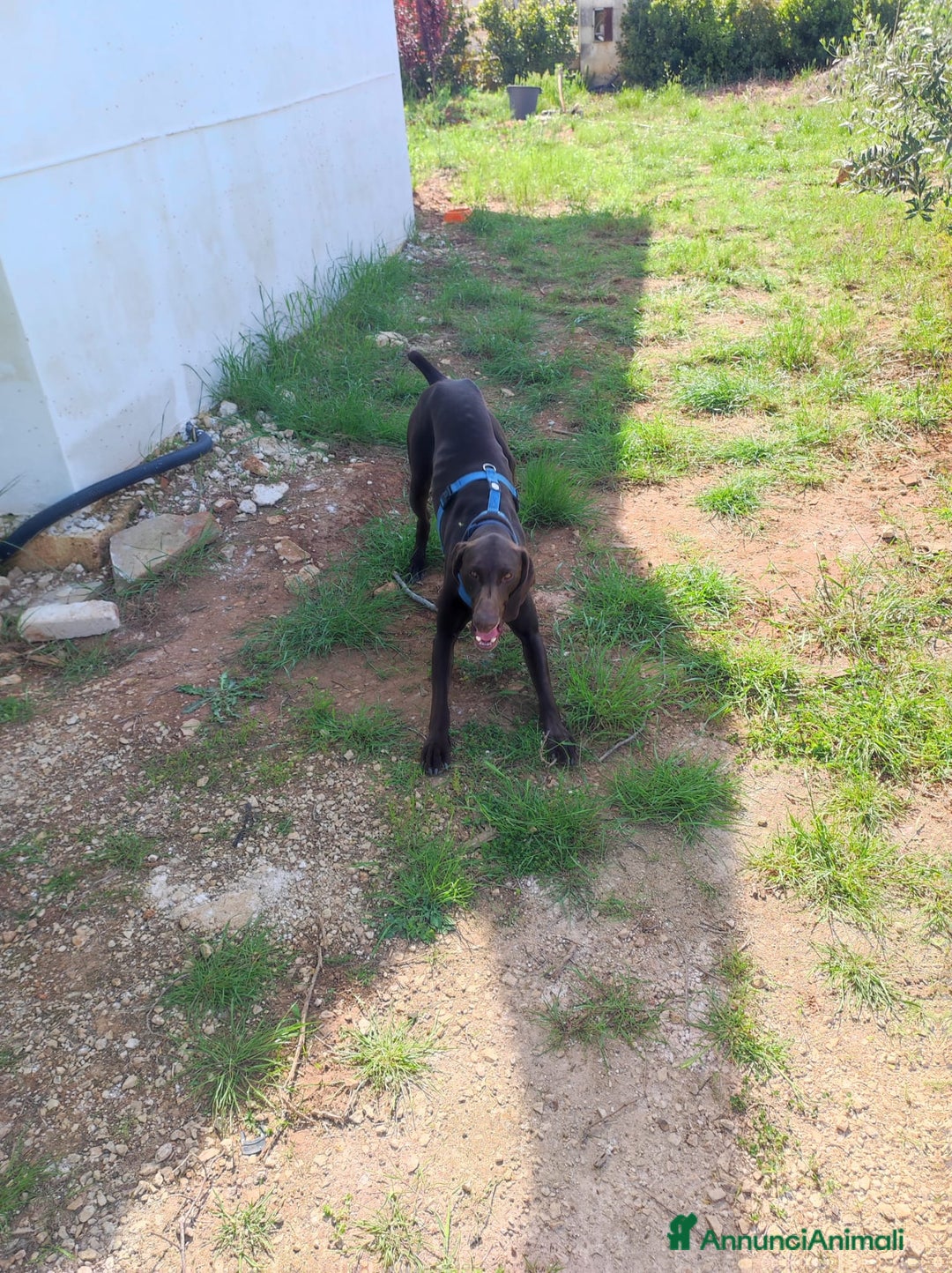 Bracco cani per accoppiamento: BRACCO TEDESCO PER MONTA - Annuncio 4