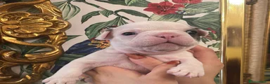 Bulldog Francese Cucciolo 1
