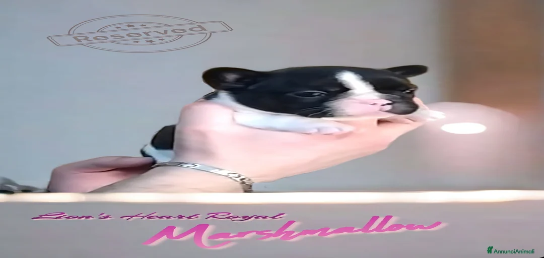 Immagine della galleria {{count}}