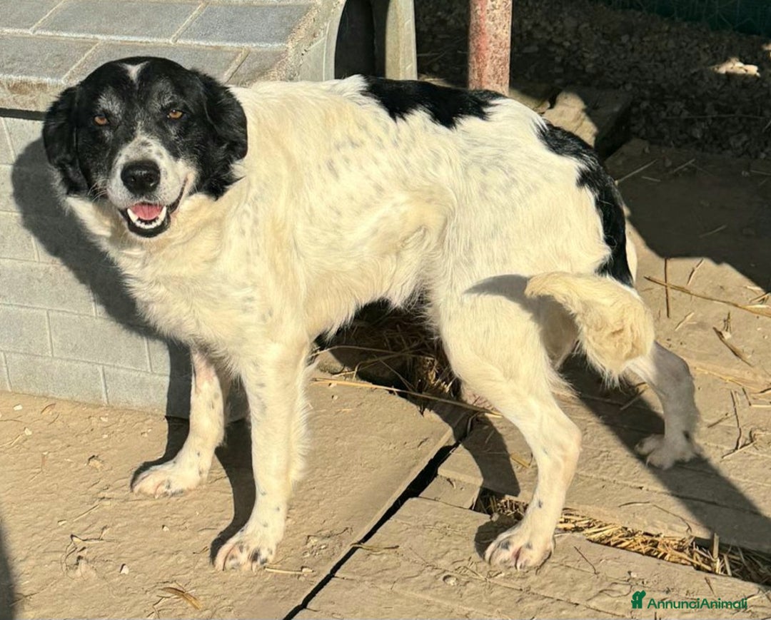 Meticcio cani in regalo: Tessa 2 anni Taglia media  - Annuncio 1
