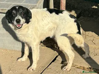 Meticcio cani Tessa 2 anni Taglia media - Annuncio 4