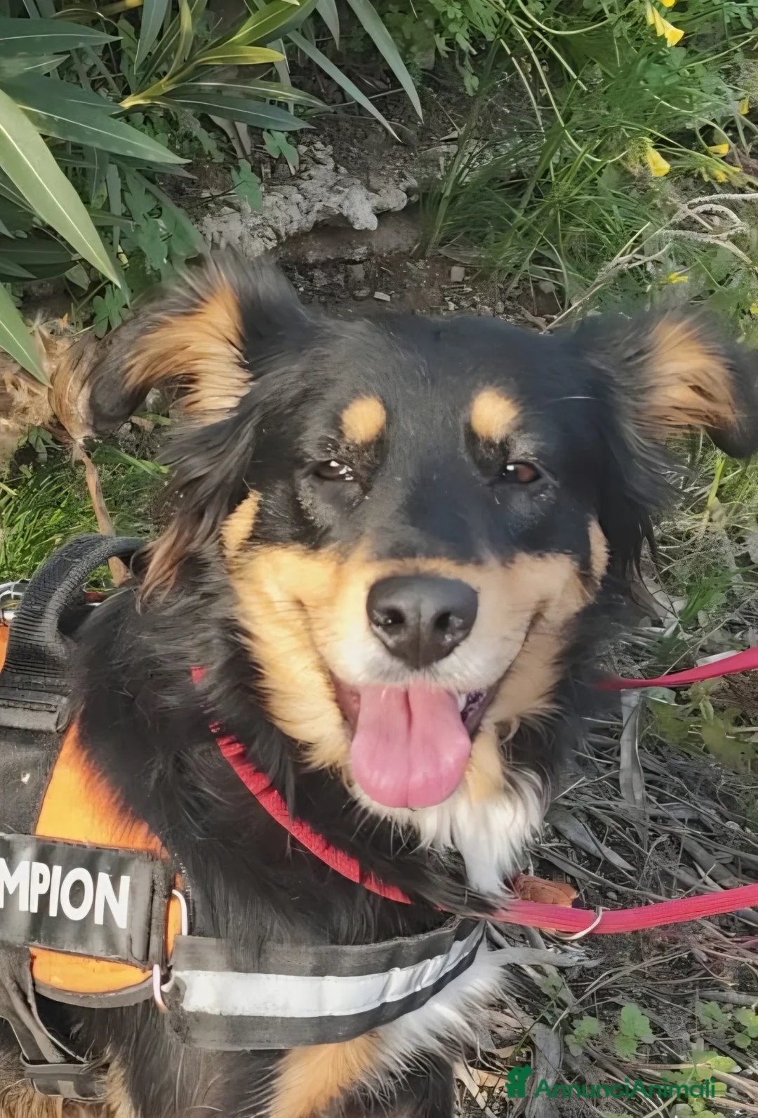 Meticcio cani in regalo: ZARA cagnolina taglia media - Annuncio 2