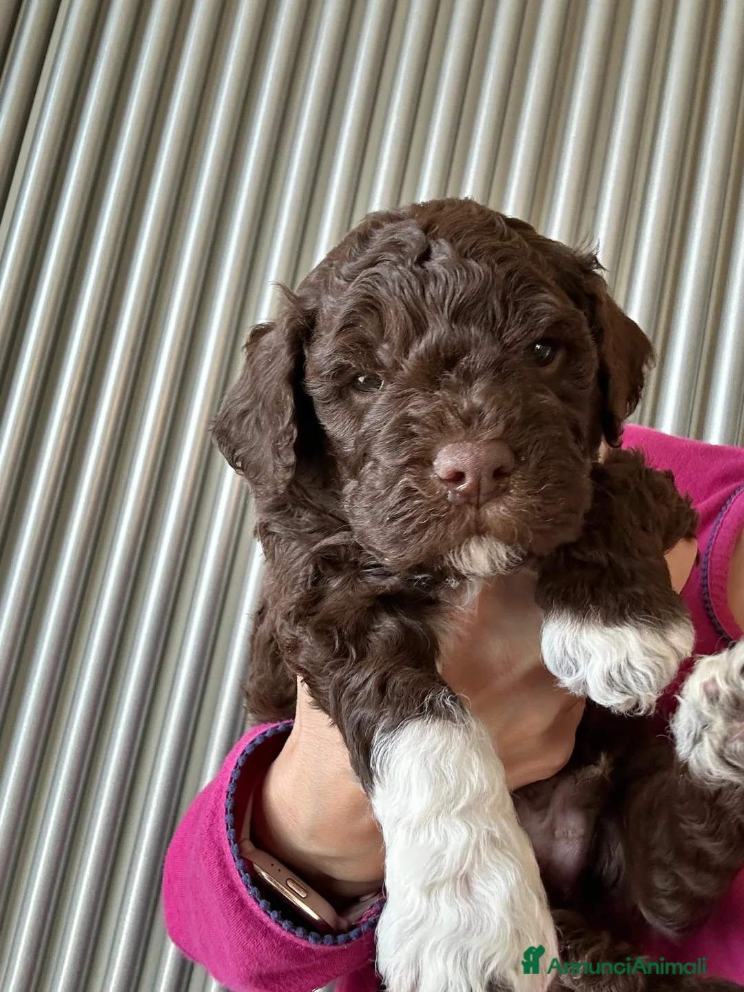 Lagotto cani in vendita: Cuccioli Lagotto Romagnolo - Annuncio 2