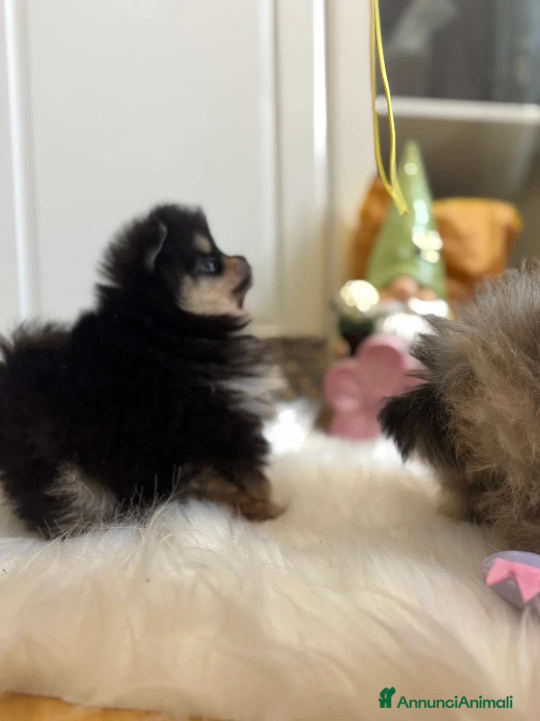 Volpino Pomerania cani in vendita: Volpino di Pomerania - Annuncio 15