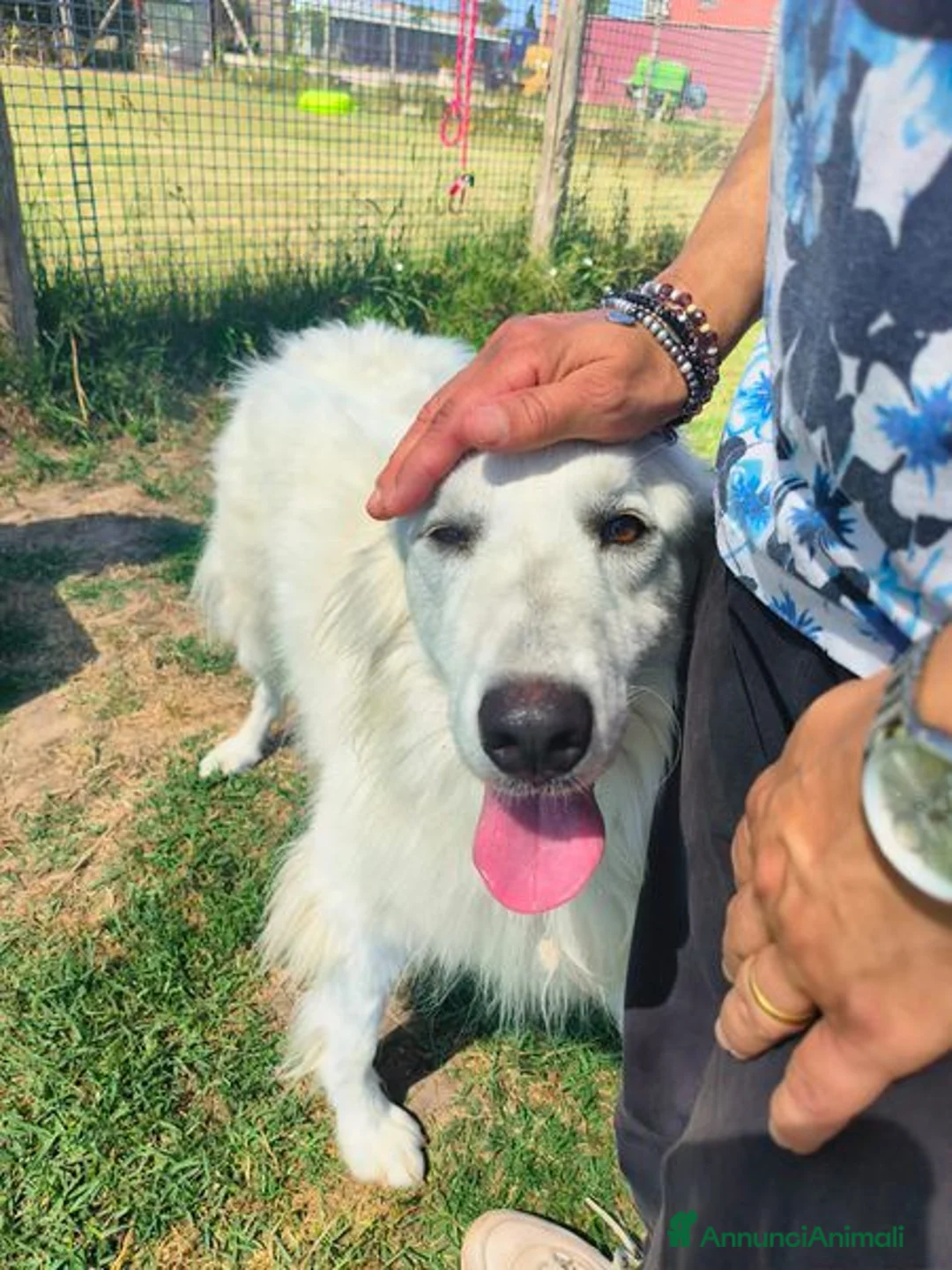 Meticcio cani in regalo: Shira, elegante e fiera - Annuncio 10
