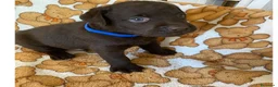 Labrador cani in vendita: Cuccioli Labrador Retriever Chocolate - Annuncio 2