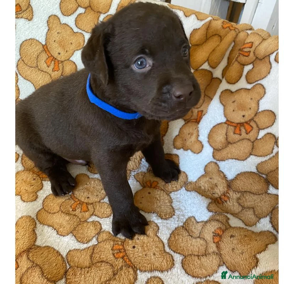 Labrador cani in vendita: Cuccioli Labrador Retriever Chocolate - Annuncio 2