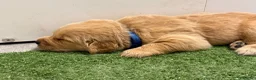 Golden Retriever cani in vendita: Maschietti di golden retriever  - Annuncio 3