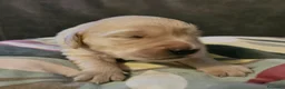 Golden Retriever cani in vendita: Cucciole Golden Retriever  - Annuncio 3