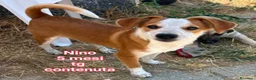 Meticcio cani in regalo: CUCCIOLI, URGENTE: TEMPO SCADUTO! a Provincia di Arezzo - Annuncio 6