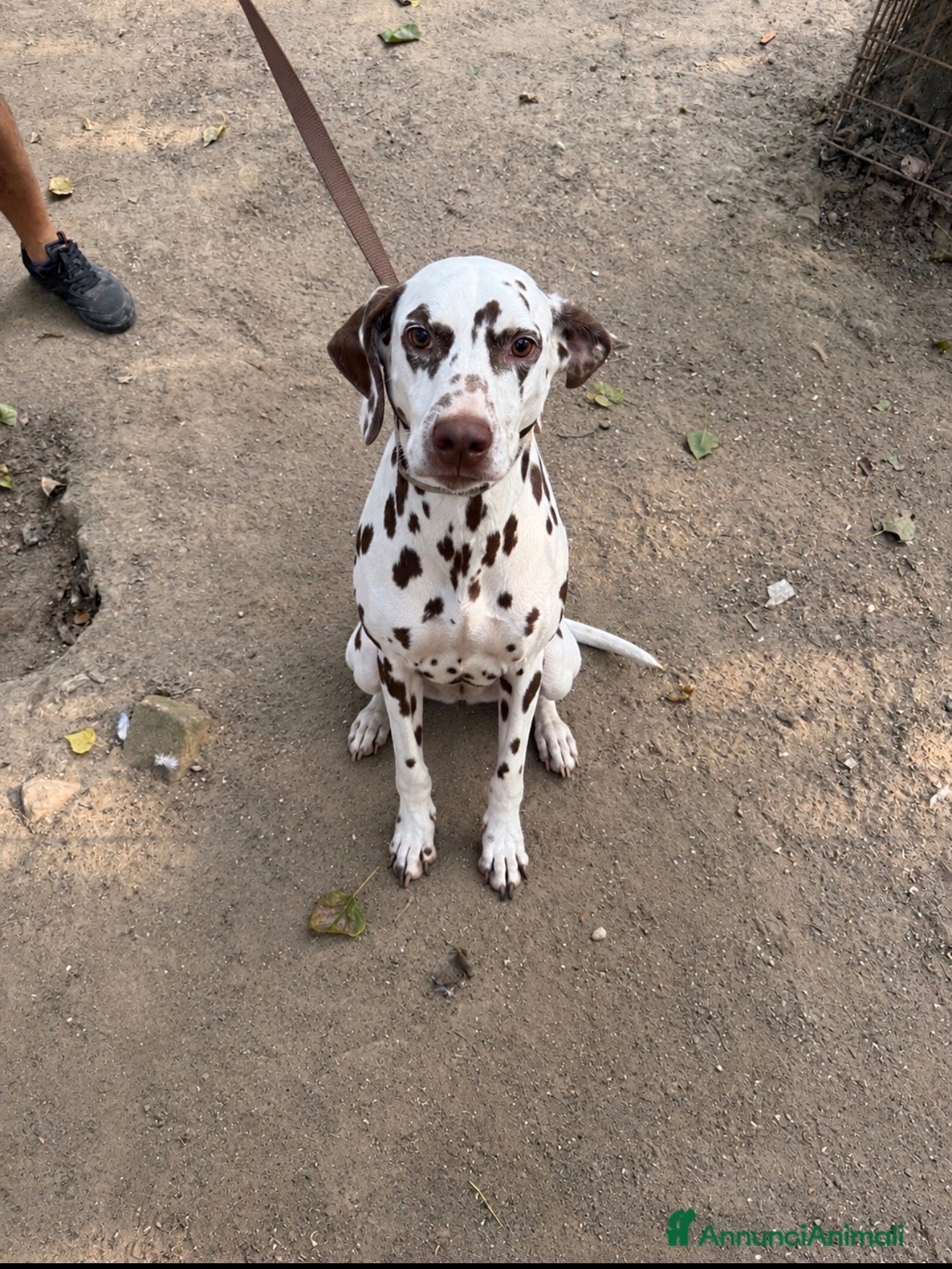 Dalmata cani Ex fattrice di dalamta - Annuncio 21