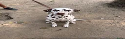 Dalmata cani in vendita: Ex fattrice di dalamta - Annuncio 1