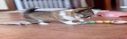 Chihuahua cani in vendita: cuccioli maschi pelo lungo con pedigree ENCI/FCI - Annuncio 1