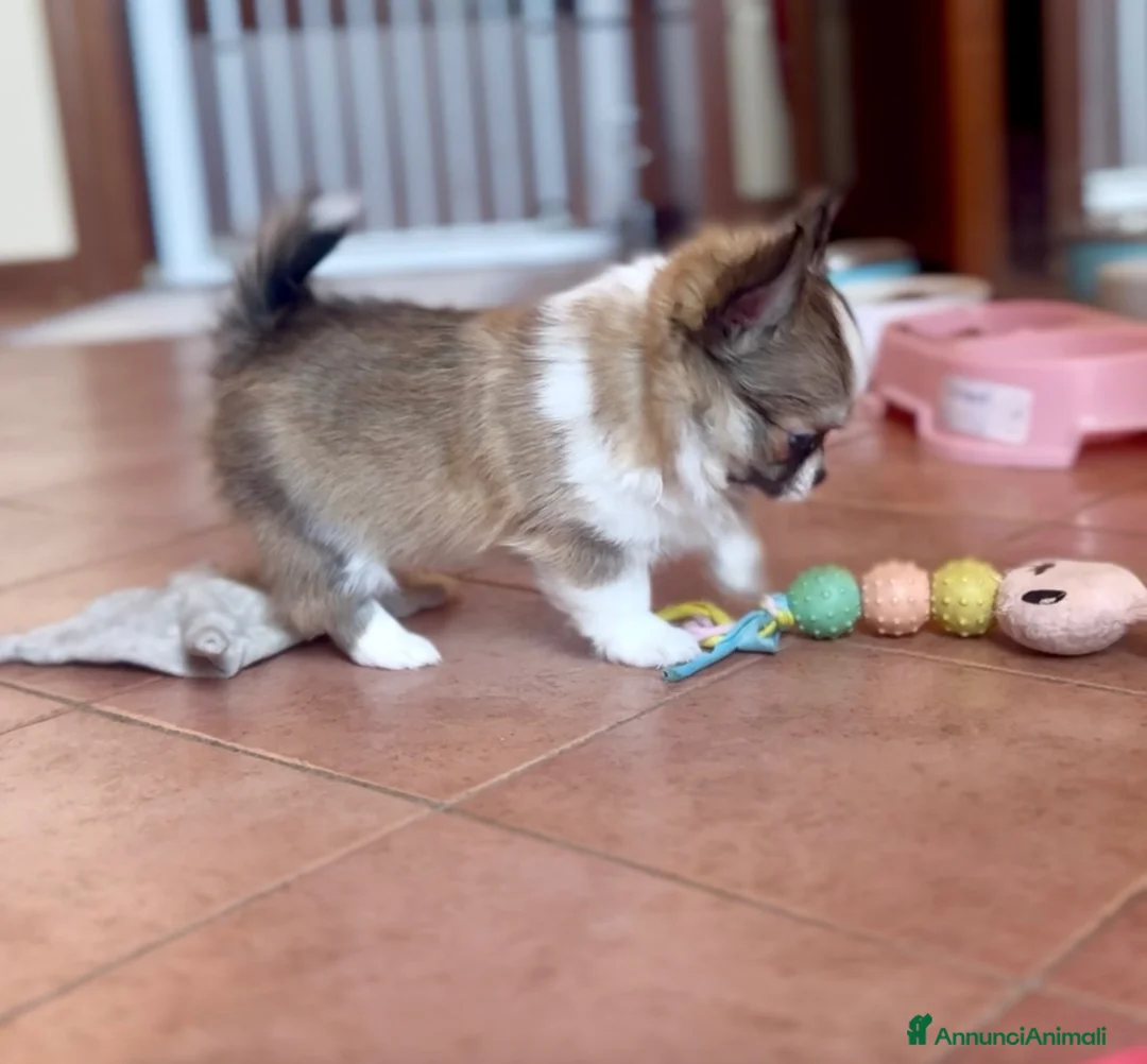 Chihuahua cani in vendita: cuccioli maschi pelo lungo con pedigree ENCI/FCI - Annuncio 1