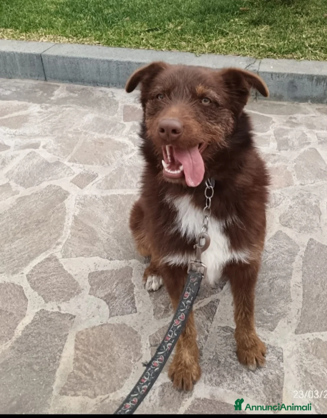 Meticcio cani in regalo: Ciro 2anni marrone fulvo occhi ambra splendido!SUD a Città metropolitana di Milano - Annuncio 4