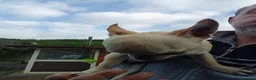Chihuahua cani in vendita: Chihuahua femmina  - Annuncio 2