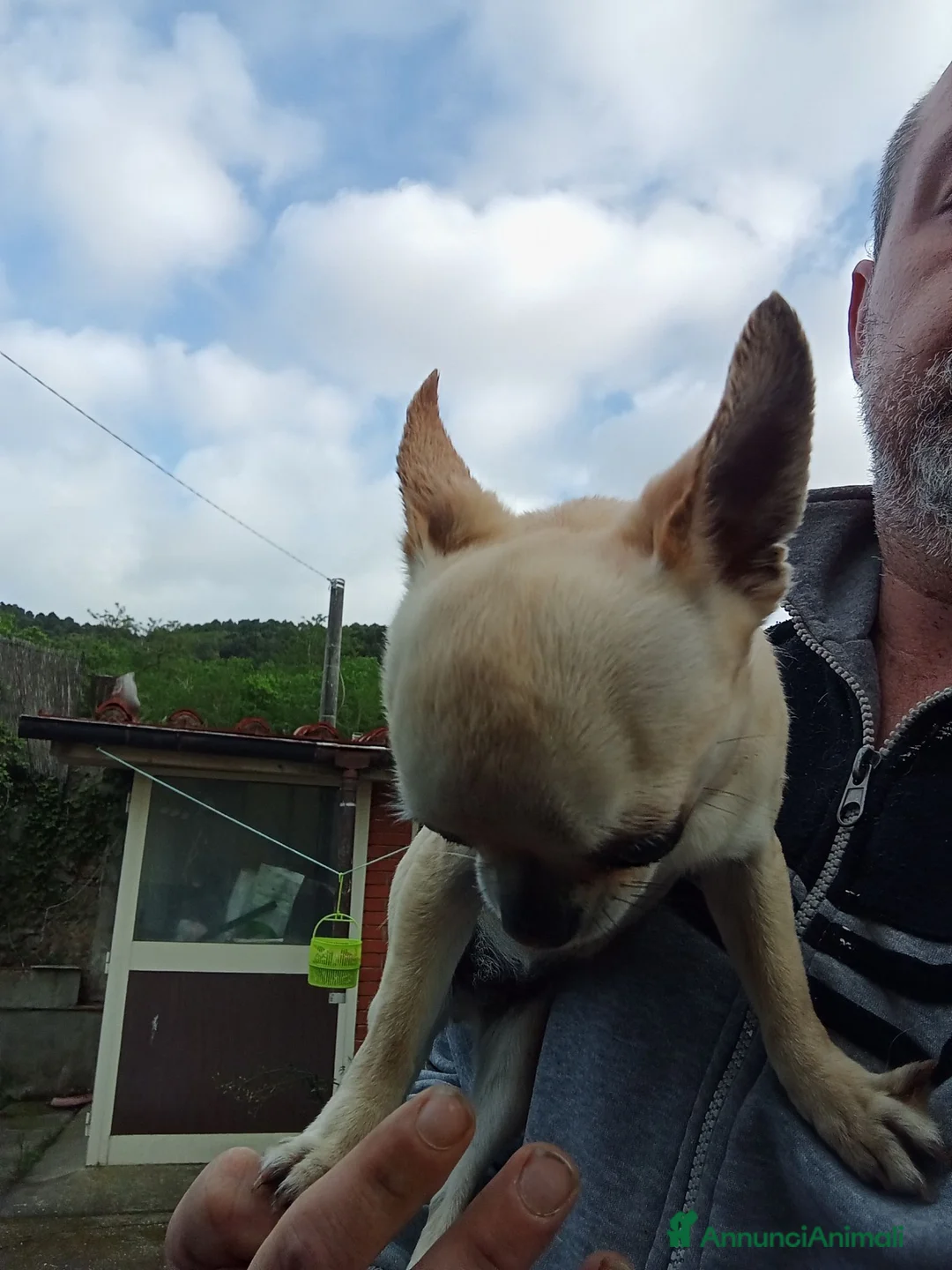 Chihuahua cani in vendita: Chihuahua femmina  - Annuncio 2