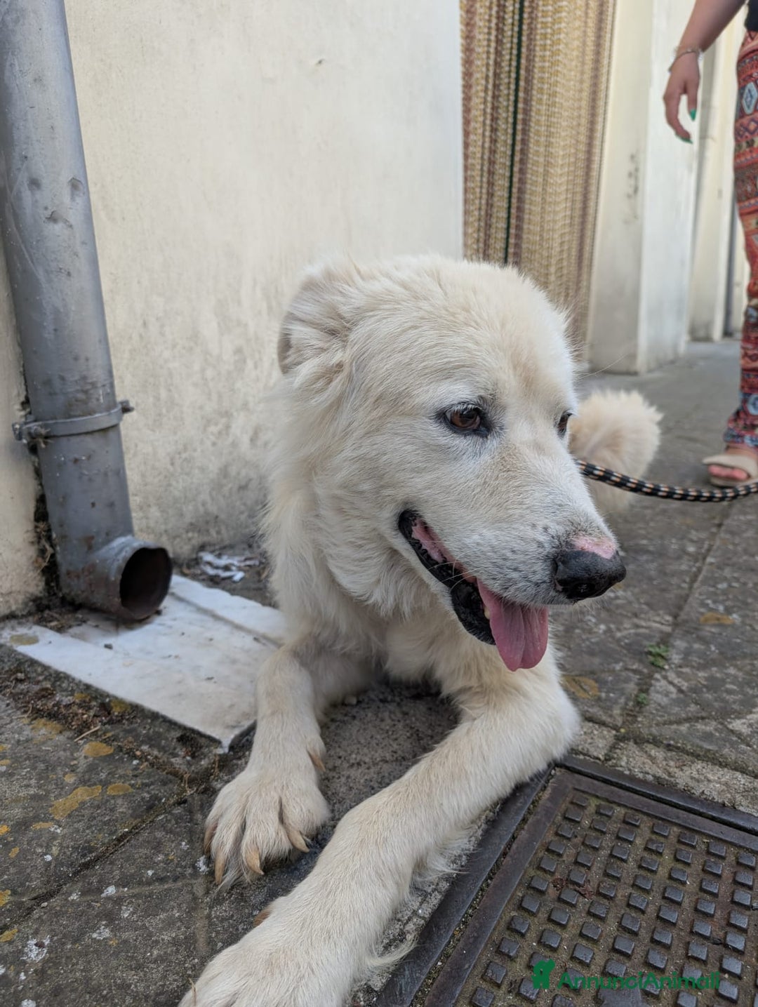 Meticcio cani in regalo: FABIANA MIX MAREMMANO - Annuncio 3