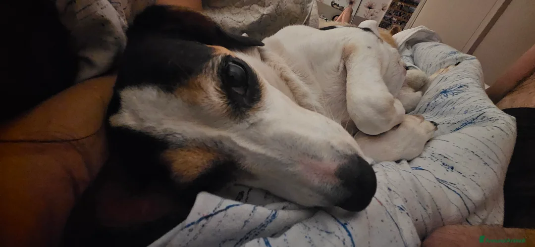 Meticcio cani in regalo: CUCCIOLI, URGENTE: TEMPO SCADUTO  a Provincia di Arezzo - Annuncio 2