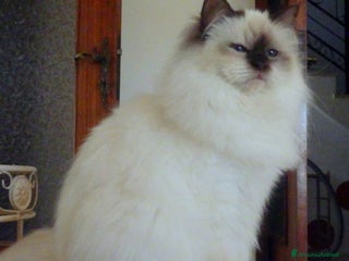 Sacro di Birmania gatti Sacri di Birmania adulti - Annuncio 12