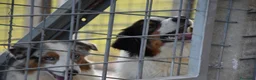 Australian Shepherd cani in vendita: cucciolotti pastore australiano - australian  - Annuncio 12